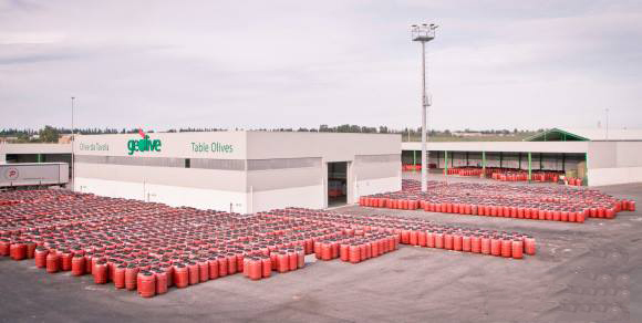 Geolive Belice, azienda leader nella produzione di olive Nocellara del Belìce DOP, Castelvetrano, Trapani.