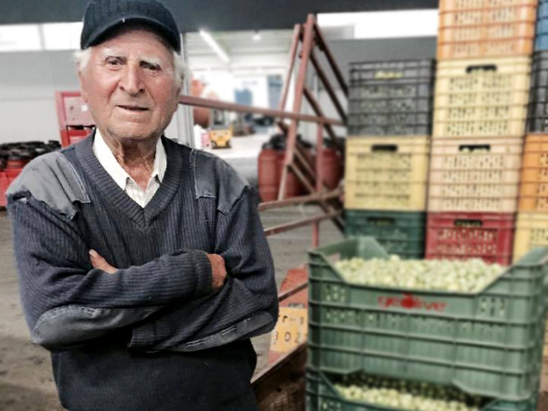 I contadini - Geolive Belice, azienda leader nella produzione di olive Nocellara del Belìce DOP, Castelvetrano, Trapani.