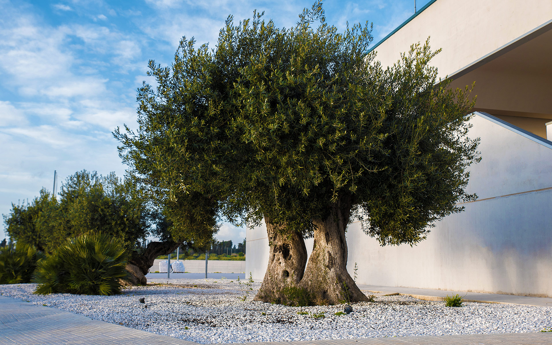 Geolive Belice, azienda leader nella produzione di olive Nocellara del Belìce DOP, Castelvetrano, Trapani.