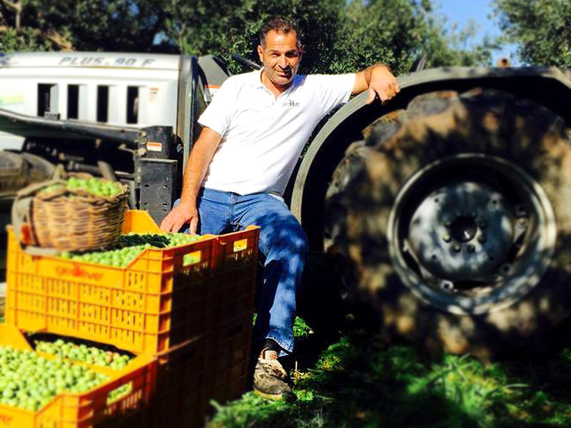 I contadini - Geolive Belice, azienda leader nella produzione di olive Nocellara del Belìce DOP, Castelvetrano, Trapani.