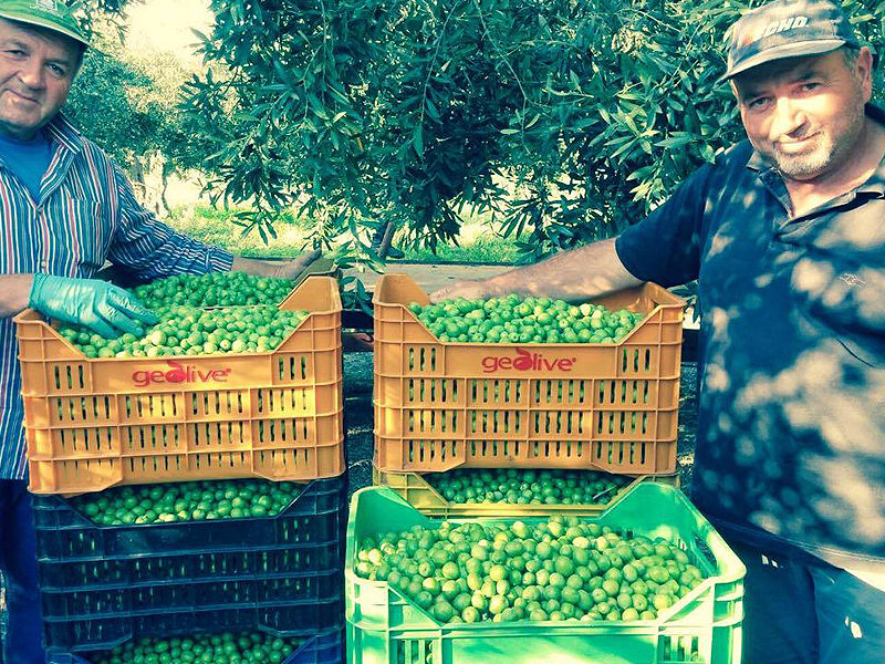 I contadini - Geolive Belice, azienda leader nella produzione di olive Nocellara del Belìce DOP, Castelvetrano, Trapani.