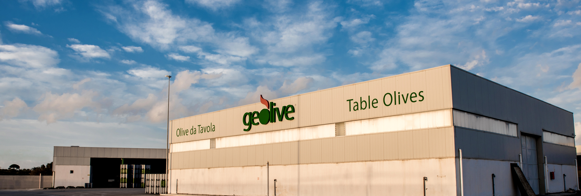 Geolive Belice, azienda leader nella produzione di olive Nocellara del Belìce DOP, Castelvetrano, Trapani.