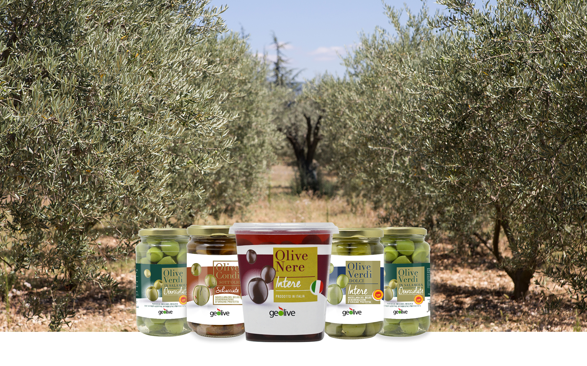 Geolive Belice, azienda leader nella produzione di olive Nocellara del Belìce DOP, Castelvetrano, Trapani.